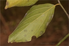 Ventilago denticulata